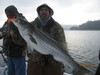 (12/12/2016) - Nice Striped Bass